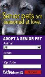 Adopt a senior pet
