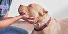 A dog looks up lovingly at a human while their head is being cradled in the person's hands