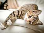 cat massage