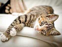 cat massage